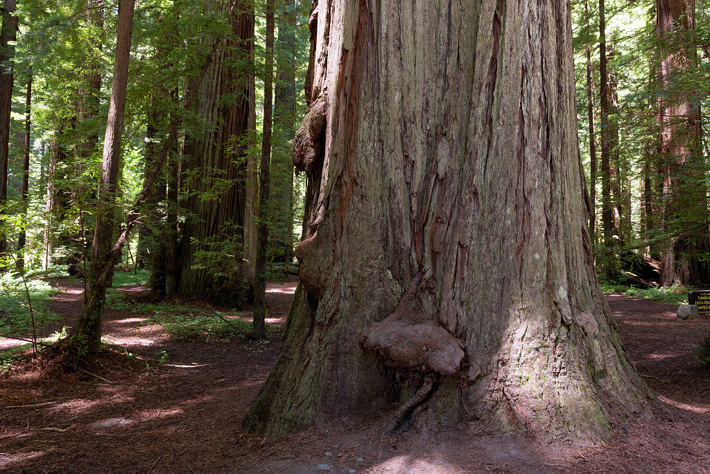 Redwoods, pixel resolve to natural